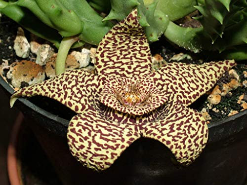 Portal Cool Stapelia variegata - Offset