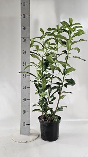 15st. Kirschlorbeer ‘Genolia’ 70-100cm ohne Topf gemessen– Prunus laurocerasus | Schmale, immergrüne Heckenpflanze | Säulenförmig, schnittverträglich & winterhart
