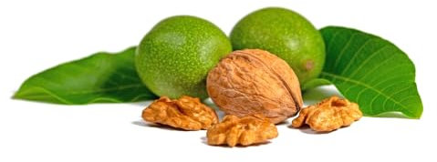 Walnut Tree, 'Juglans Regia', 2 x Plants in 10 Litre Pots, 50-60cm Height, Nut Tree, Garden Ready and Ready to Plant, Premium Quality Trees