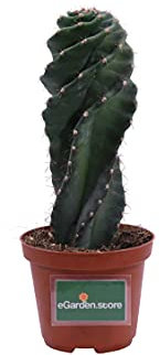 Pianta di Cereus Forbesi Spiralis pianta grassa pianta da esterno pianta da interno Cactus di Cereus Spirale pianta ornamentale pianta vera venduta da eGarden.store (Vaso 8 cm)