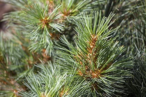 Pinus strobus 'Macopin' 25-30 cm - Weymouth-Kiefer, kompakte Form, immergrün, ideal für Kübel und kleine Gärten, winterhart und pflegeleicht