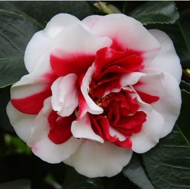 Vivaio Garden Forest Camellia japonica 'General Coletti' H 90 cm | Pianta da Fiore Acidofila, Vaso Ø18 cm, Fioritura Primaverile, Fiori Rossi Screziati Bianchi