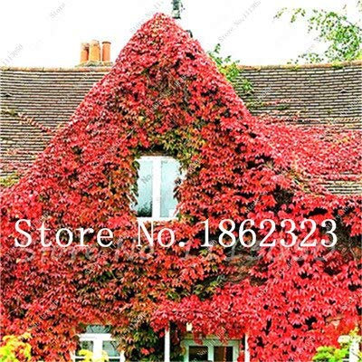 Pianta di pozzetto 100 pezzi di semi di edera rampicante per bellissimo giardino, 100, rosso