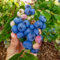 Topf-Heidelbeere Blaubeeren Pflanze Duke 1 Pflanze, Vaccinium corymbosum reichtragend Heidelbeere für Töpfe & Kübel | Heidelbeere für Balkon, Terrasse oder Garten, Winterhart