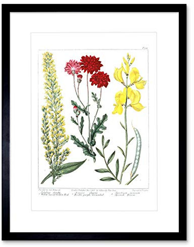 Flower Golden Rod Groundsel Spanish Broom Art Print Framed Poster Wall Decor 9x7 inch