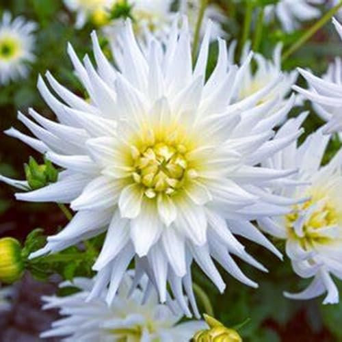 Bulbes de dahlia brillants en vrac, vivaces, plantation professionnelle pour de superbes présentations de jardin - 6 bulbes-A