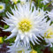 Bulbes de dahlia brillants en vrac, vivaces, plantation professionnelle pour de superbes présentations de jardin - 6 bulbes-A