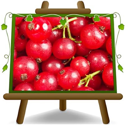 EURO PLANTS VIVAI Ribes Rosso - Pianta da Frutto Antico su Vaso ø 15~20 cm - Altezza 80 cm - Età 2 Anni