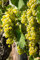 Pianta di Vite pianta di uva vigna da vino pianta di uva innestata pianta vera di vite venduta da eGarden.store (Malvasia Bianca)