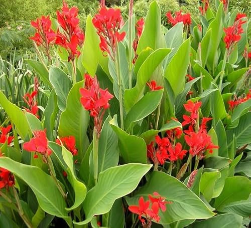 80pcs graines de fleurs de lys Canna rouge