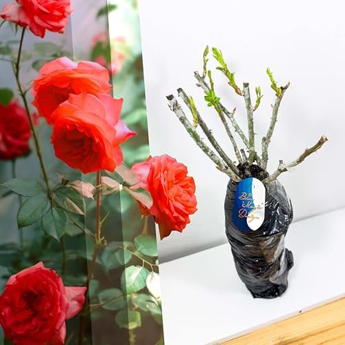 Rosa arbusto rojo de raíz desnuda 'Freudentanz' - Rosa resistente y fragante para bordes exuberantes, escalada de enrejado y setos de jardín