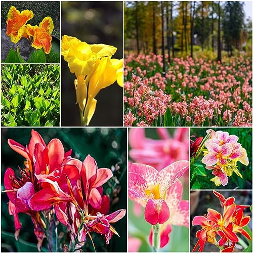 5 pcs knollen canna pflanzen winterhart - kräutergarten blumenzwiebeln winterhart,Canna indica,cannas Canna Lily zwiebeln deko büro frühblüher zwiebeln hydrokultur pflanzen flower