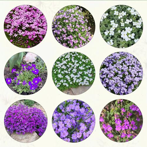 550 pcs blaukissen samen winterhart mehrjährig pflanze schattenpflanzen garten pflanzen winterharte alte sorten saatgut flower seeds garten pflanzen balkon pflanzen winterfest pflanzensamen