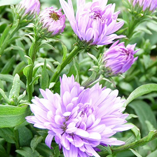 Aster novi-belgii 'Audrey' Michaelmas Daisy Hardy Perennial Autumn Flowering Garden Plants Grow Your Own 2 x 1 litre Pots Aster novi-belgii 'Audrey' by Thompson and Morgan