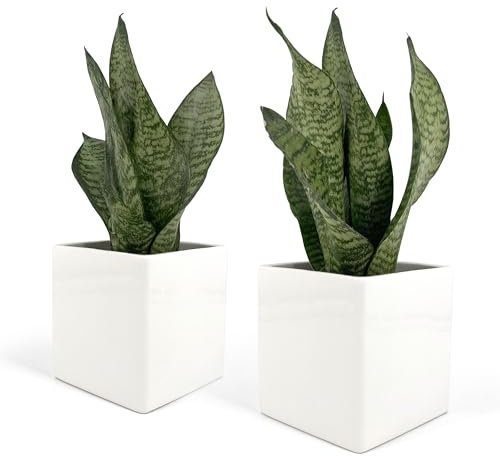 Vimin Box Set 2 pcs, Vasi Quadrati in Ceramica, per Interni, Bianchi, per Piante Grasse, Fiori, Bonsai, Cactus, Decorazione Casa, Scrivania, Tavolo, Ufficio. (M - 10x10cm)