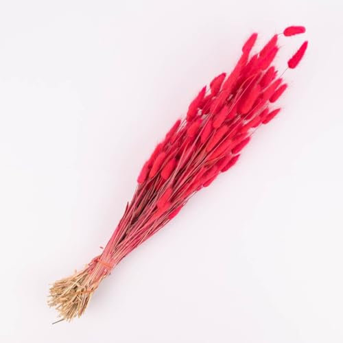 SCHÖNER LEBEN. Trockenblumenstrauß Lagurus getrocknet Naturmaterial pink 70cm
