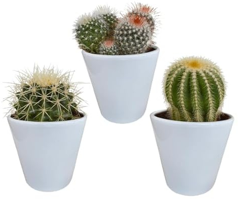 Kaktus Bolcactus Mix – 3 Pflanzen – Ø8,5cm Zimmerpflanzen im weißen Topf – Verschiedene Kugelkakteen – Pflegeleichte Mini-Kakteen für Fensterbank, Büro & Wohnzimmer
