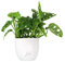 Filodendro pianta vera, Monstera Obliqua o Monkey Leaf | Vaso artigianale FLOB Ø 14 | Altezza 30-35 cm| Flob flower Bianco Perlato