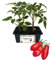 P. Piantine da Orto | Pomodoro San Marzano, Kit 4 Piantine, Pianta Pronta per il Trapianto, Pianta Vera da Orto, da Balcone e da Esterno, Vivaio Italiano