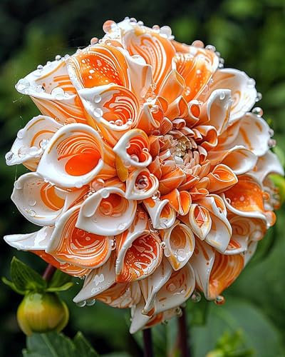 2zwiebeln-Dahlienzwiebeln, Dahlien Knollen,Winterhart MehrjäHrig,Blumenzwiebeln, Winterhart, Stauden, Blumenzwiebeln, GroßE Blumen,Dahlien Knollen Winterhart-A