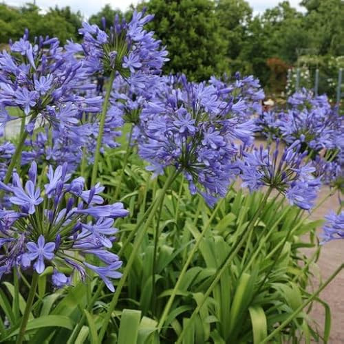 Vivai le Georgiche - Pianta vera di Agapanthus africanus Blue Infinity Agapanto, Giglio africano 'Blue Infinity' - vaso Ø 18 cm