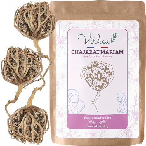 Rosa di Gerico X3, Chajarat Mariam – Pianta che favorisce la fertilità – Anastatica Hierochuntica [soddisfatti o rimborsati]