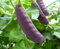 100 semillas de guisante morado