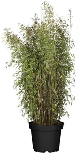 Fargesia murieliae 'Jumbo' Bambus 125-150 cm