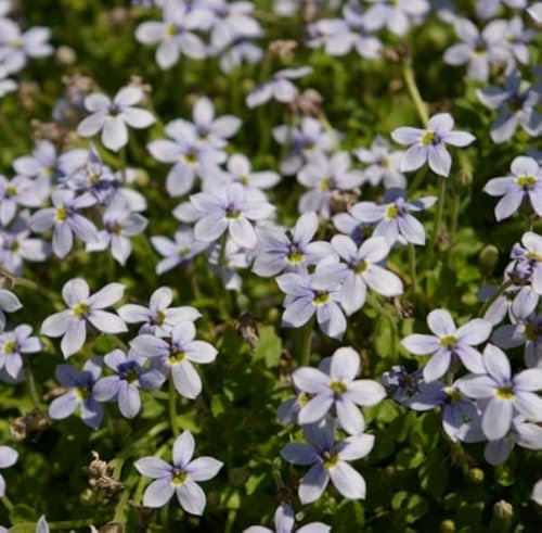 Isotoma fluviatilis - Gagelstrauch - Bubiköpfchen - Gaudich - Bodendecker