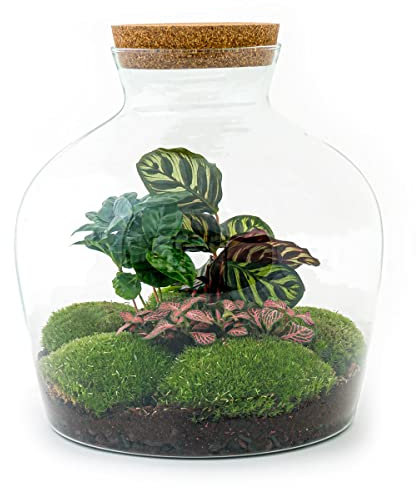 urbanjngl.com - Flaschengarten • Fat Joe Coffea • Ökosystem mit Pflanzen im Glas • ↑ 30 cm - Do-It-Yourself Paket - DIY-Set - Pflanze im Glas - Komplettset Terrarium - Pflanzenterrarium