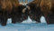 Puzzel Für Erwachsene Amerikanischer Bison Im Yellowstone-Nationalpark, Wyoming, Usa 75 * 50Cm