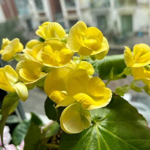 100 pcs Begonien Pflanzen Samen, Begonia, luftreinigende zimmerpflanzen, pflanzen balkon garten geschenk alte sorten saatgut deko pflanzen winterharte stauden mehrjährig samen geschenk,