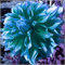 Dahlien Zwiebeln, Winterhart, Winterhart Zwiebeln, Dahlie knolle/Dahlien Knollen Winterhart MehrjäHrig/Dahlienknollen Dahlie/Pompon Dahlie, Einfach Zu ZüChten, Dahlienknollen, 2zwiebeln-H