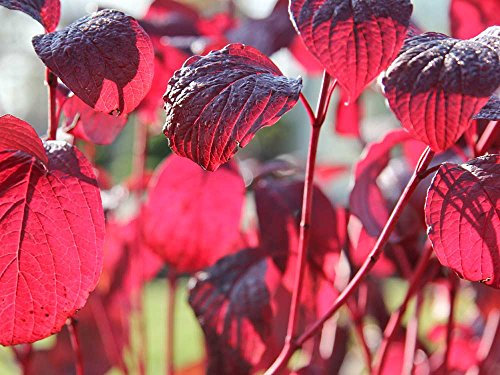 Rotholziger Hartriegel - Cornus alba Sibirica - Containerware 60-100 cm - Garten von Ehren®