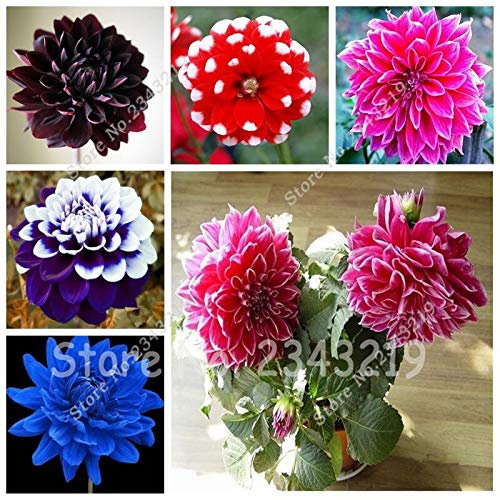 New 100/Bag Dinner Plate Rainbow Dahlia Seeds, Chinese Peony Bonsai Flower Seeds for Perennial Flowers Garden Planting