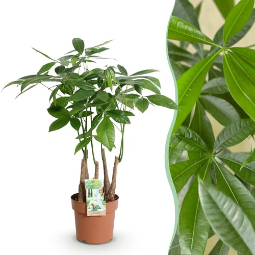 Pachira Aquatica mehrstämmig - Geldbaum - Pflegeleicht - Grün - 50-55cm - Ø17cm - Zimmerpflanze - Immergrün
