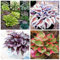 Hosta-Zwiebeln, seltene Hosta,Hosta Knollen,Hosta Rhizom,Winterharte Nacktwurzel Pflanzen,Gut für Container, Bodendecker,Winterhart Mehrjährig, Große Blattpflanzen-4zwiebeln-B