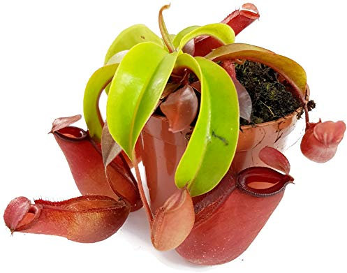 Fangblatt - Nepenthes XBloody Mary - sehr schöne Kannenpflanze mit blutroten Kannen - hängende fleischfressende Pflanze, außergewöhnliche Kletterpflanze für Ihre Wohnung (M)