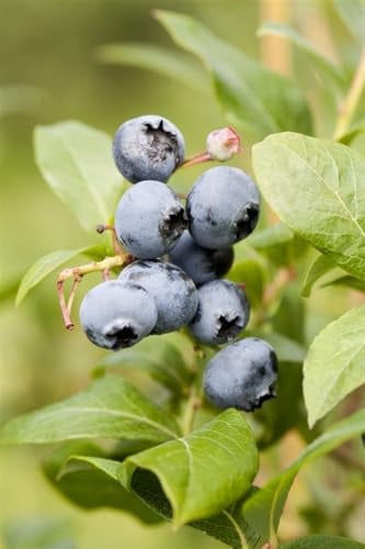 Heidelbeere 'Northland' 30-40 cm Topf Vaccinium corymbosum winterhart