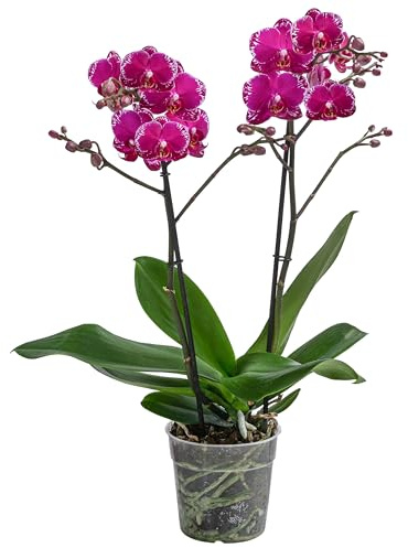 Dehner Schmetterlingsorchidee Asian Violin, pink-rosa, 50 cm, Ø Topf 12 cm | Phalaenopsis cultivars, zweitriebige Zimmerpflanze, blühend, für helle Standorte ohne direkte Sonne