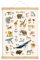 fioniony ABC POSTER 50 x 70 cm TIERE UNGERAHMT ZARTES BEIGE OHNE HOLZLEISTE Tierposter Alphabet Lernposter Schulanfang 1. Klasse Kinderzimmer Kindergarten