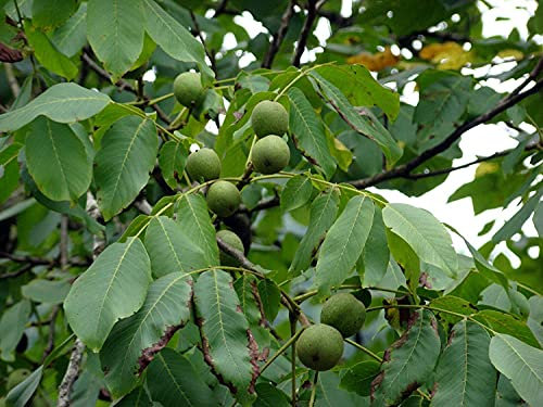 Echte Walnuss Juglans regia Pflanze 15-20cm Walnussbaum Welschnuss Baumnuss
