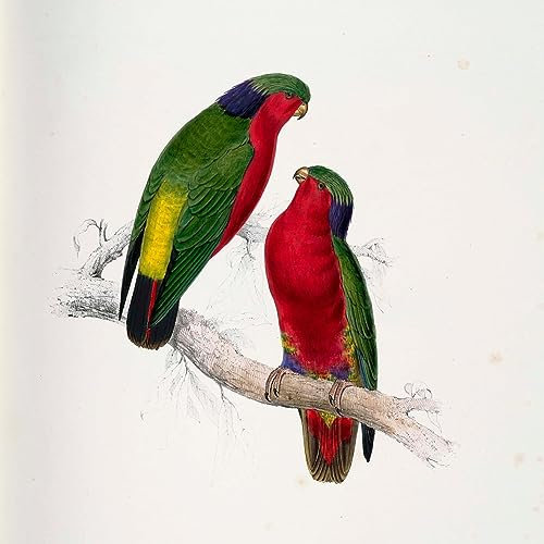 XSBPDPII Berühmtes Gemälde Leinwand Wandkunst Wandbilder auf Leinwand Vini Kuhlii von Edward Leaars Moderne Kunst Wandbild für Wohnkultur 60x90cm