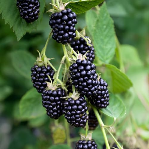 Brombeere Loch Ness - 2L Container 40-60cm - Stachellos Winterhart - Ertragreich Robust - Rubus Fruticosa für Garten Spalier