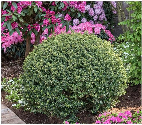 3 x Ilex crenata 'Stokes' Kugel 25-35 cm (Buchsbaum Ersatz/Immergrün/Winterhart/Mehrjährig) Niedriger Berg Ilex - Zeitlose Schönheit für Ihren Garten - von Stauden Gänge