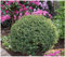 3 x Ilex crenata 'Stokes' Kugel 25-35 cm (Buchsbaum Ersatz/Immergrün/Winterhart/Mehrjährig) Niedriger Berg Ilex - Zeitlose Schönheit für Ihren Garten - von Stauden Gänge