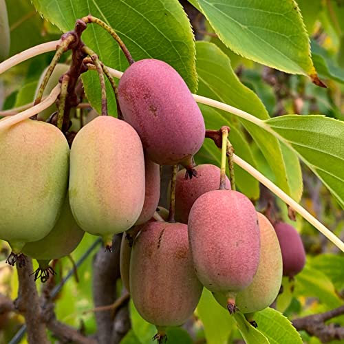 Kiwi à Feuilles Pointues Ken’s Red Femme 1L - Plante de Jardin, Arbres fruitiers - la Décoration Parfaite pour Votre Propriété - Pour les Débutants et les Jardiniers Professionnels