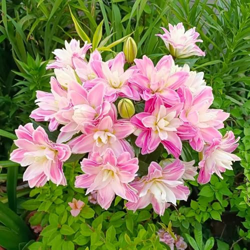 bulbi di giglio perenni resistenti - tuberi di piante di giglio, bulbi di fiori, a crescita rapida decorazione balcone, piante da ombra vaso bonsai, piante da giardino, decorazione 2pcs