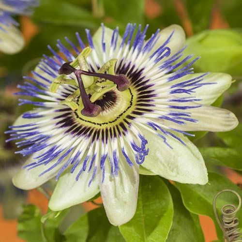 GreenboutiQ - Passionsblume - Passiflora caerulea - Blüte Blau mit Grün Weiß - Wenig Pflege - 2 Pflanzen - Topf 11cm Höhe 40cm