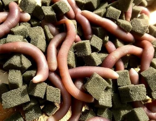 Generico Fischwurm Bibi Import Made in Italy - Angelköder - 10-12 lebende Tiere